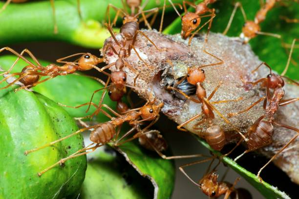 istock Ants carrying Lizard to nest - animal behavior. 1493401385