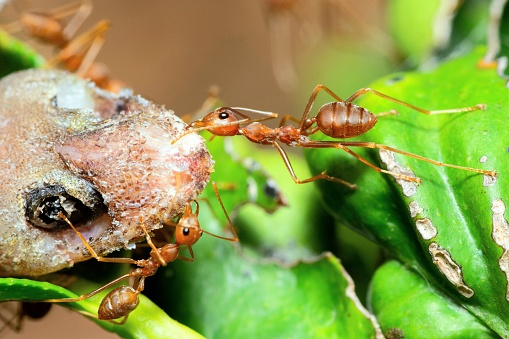 Ants carrying Lizard to nest - animal behavior.