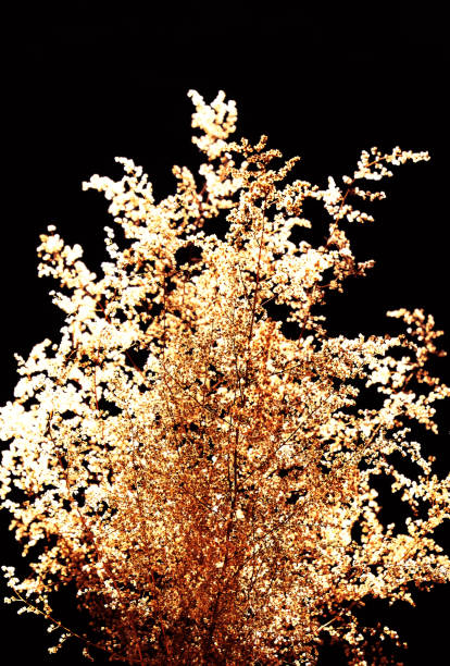 istock Floral pattern, dried flowers on black. Sunlight. Minimal modern interior decoration concept. Wabi sabi style aesthetics 1493401795