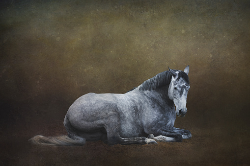 Grey warmblood horse lying down with a brown mottled background edited in to image.