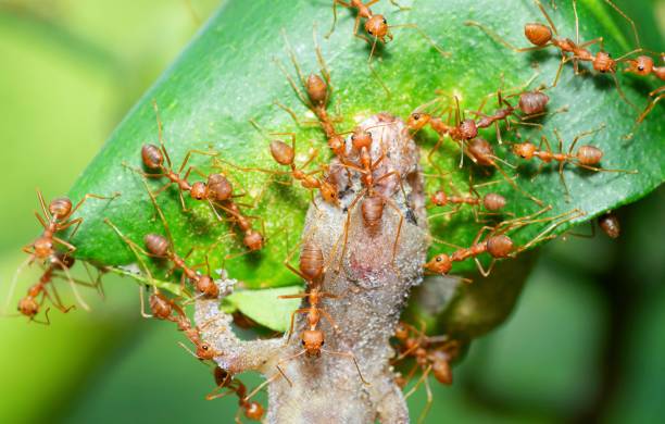 istock Ants carrying Lizard to nest - animal behavior. 1493402117