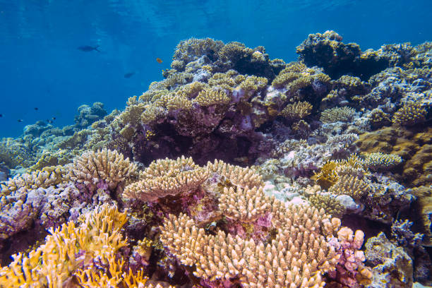 istock Coral reefs in the Red Sea, Egypt 1493402122