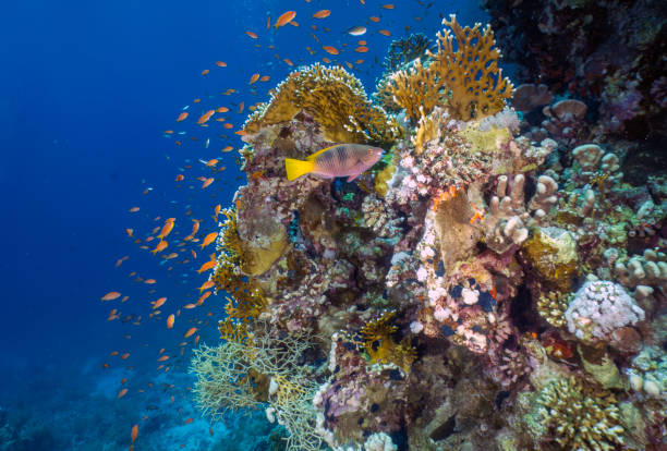 istock Coral reefs in the Red Sea, Egypt 1493402140