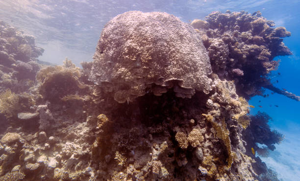 istock Coral reefs in the Red Sea, Egypt 1493402151