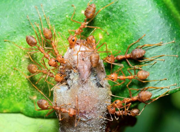 istock Ants carrying Lizard to nest - animal behavior. 1493402263