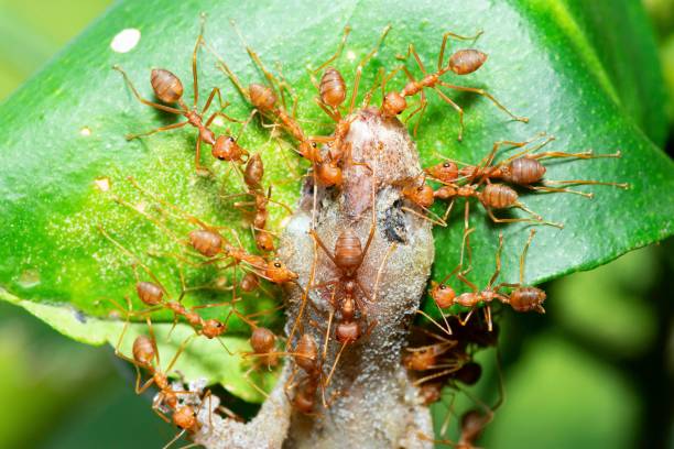 istock Ants carrying Lizard to nest - animal behavior. 1493402328