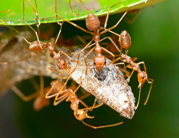 istock Ants carrying Lizard to nest - animal behavior. 1493402421