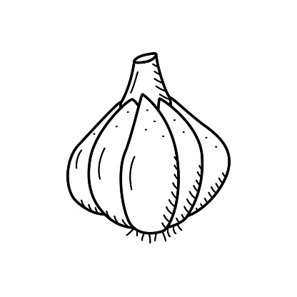 Garlic head sketch icon, vector drawing of a vegetable on a white background.