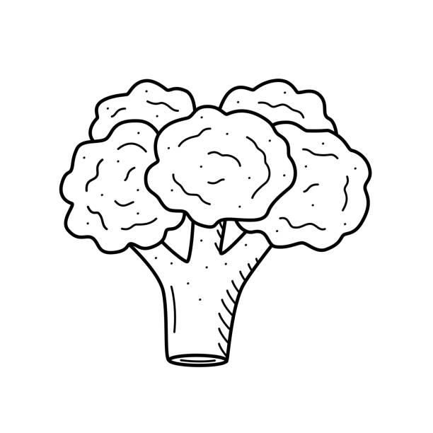 ilustrações de stock, clip art, desenhos animados e ícones de cauliflower sketch, doodle vector drawing on a white background. - cauliflower white backgrounds isolated