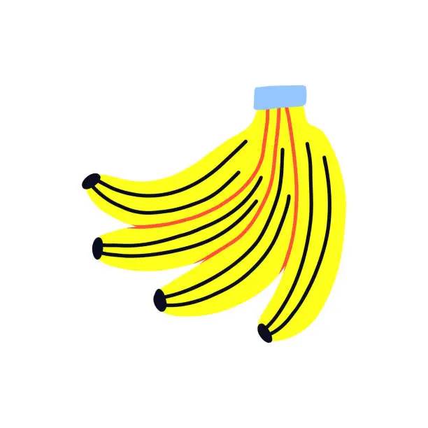 Vector illustration of Tropical acid fruit isolated yellow bunch banana