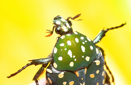 Protaetia (Acanthoprotaetia) beetle - yellow background.