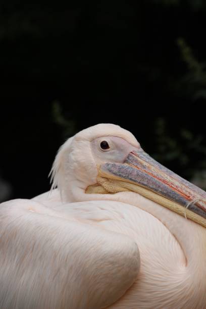 istock a large white bird with long beak standing in the sun 1493407141