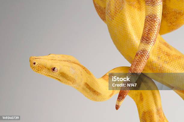 Альбинос Snake — стоковые фотографии и другие картинки Альбинос - Альбинос, Без людей, Белые волосы
