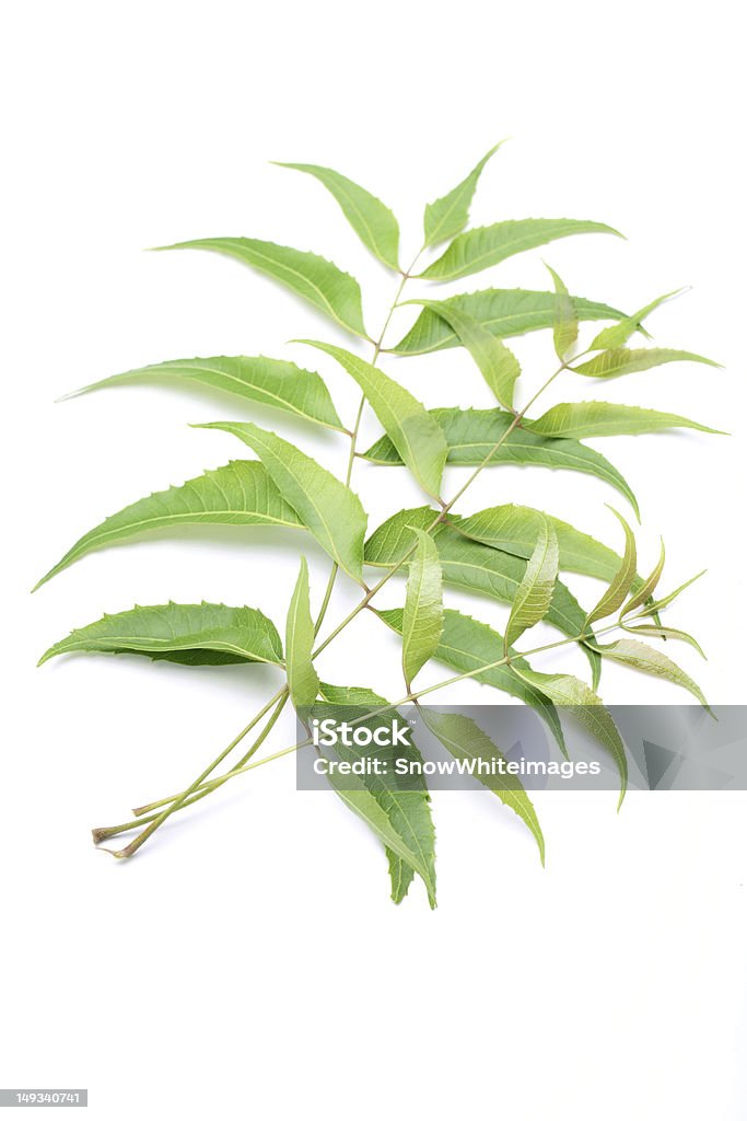 Margousier feuilles isolé sur blanc - Photo de Branche - Partie d'une plante libre de droits