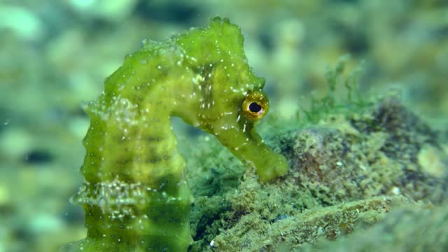 An amazing emerald colored Seahorse on the seabed.