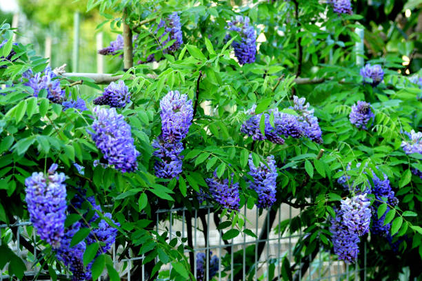 American wisteria / Wisteria frutescens / American frutescens Wisteria frutescens, commonly called American wisteria, is a twining, deciduous, woody vine. Fragrant, pea-like, lilac-purple flowers in drooping racemes to 6” long bloom in April-May after the leaves emerge but before they fully develop. Limited additional summer bloom may occur. Wisteria frutescens is less vigorous than Japanese wisteria, with shorter racemes of unscented flowers. wisteria frutescens stock pictures, royalty-free photos & images