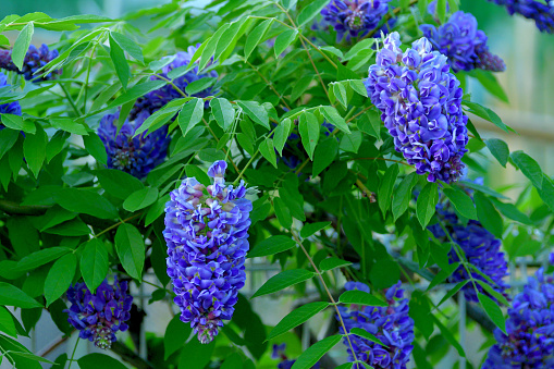 Wisteria frutescens, commonly called American wisteria, is a twining, deciduous, woody vine. Fragrant, pea-like, lilac-purple flowers in drooping racemes to 6” long bloom in April-May after the leaves emerge but before they fully develop. Limited additional summer bloom may occur. Wisteria frutescens is less vigorous than Japanese wisteria, with shorter racemes of unscented flowers.