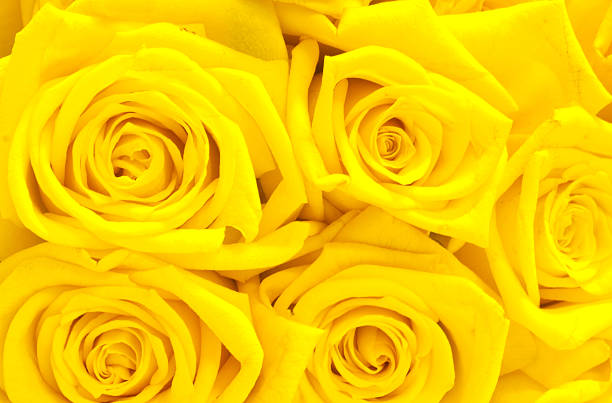 istock beautiful yellow roses 149340946