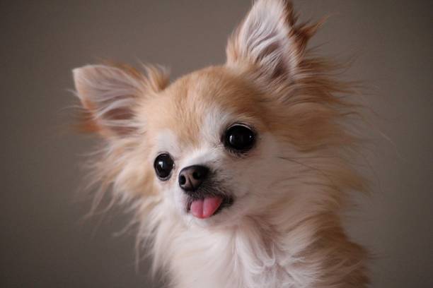 istock Rainy the little Chihuahua 1493409704