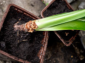 Amaryllis flower bulbs with clods of earth close-up