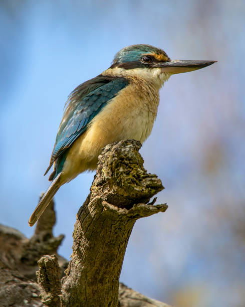 Sacred Kingfisher (Todiramphus sanctus) Sacred Kingfisher (Todiramphus sanctus) todiramphus sanctus stock pictures, royalty-free photos & images