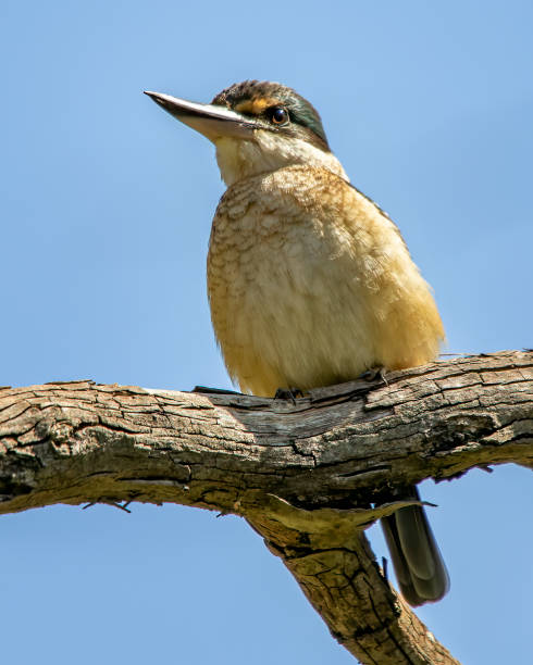 Sacred Kingfisher (Todiramphus sanctus) Sacred Kingfisher (Todiramphus sanctus) todiramphus sanctus stock pictures, royalty-free photos & images