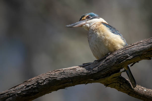 Sacred Kingfisher (Todiramphus sanctus) Sacred Kingfisher (Todiramphus sanctus) todiramphus sanctus stock pictures, royalty-free photos & images