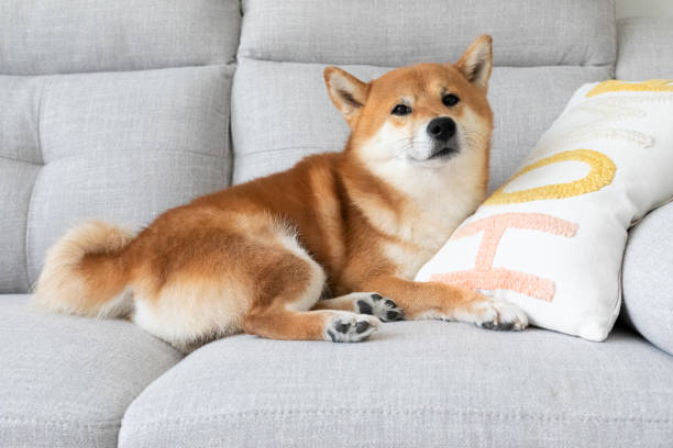 Cute red sleeping shiba inu dog laying relaxing in white bedsheets dreaming. Fluffy Japanese breed oriental puppy pet napping Toy playing napping bedtime shiba inu stock pictures, royalty-free photos & images