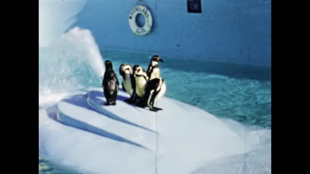 United States 1947, Penguin at zoo