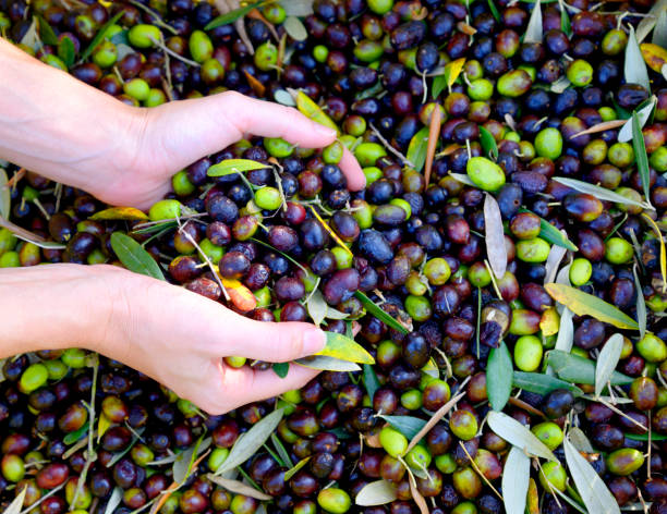 istock Farmer showing handful of olives. 1493416470
