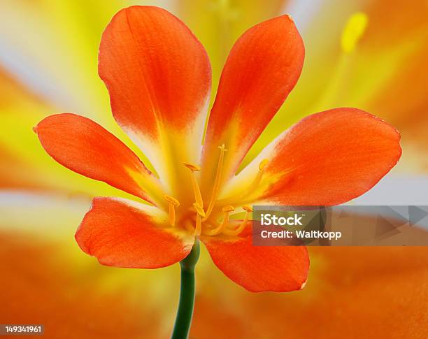 Clivia Flower Stock Photo - Download Image Now - Abundance, Beauty In Nature, Blossom