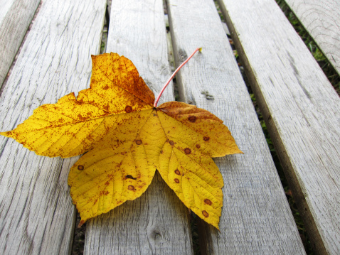 yellow maple leaf on a bench in autumn season (2)