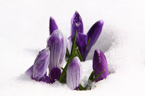 crocuses no inverno - single flower flower crocus spring imagens e fotografias de stock
