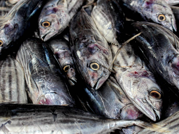 istock Fresh fishes in a market 1493421883