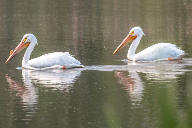 istock American white pelicans (Pelecanus erythrorhynchos) swimming in a tranquil pond 1493421964