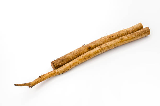 Washed edible burdock on white background