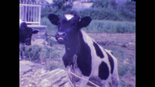 Turkey 1987, Grazing cows