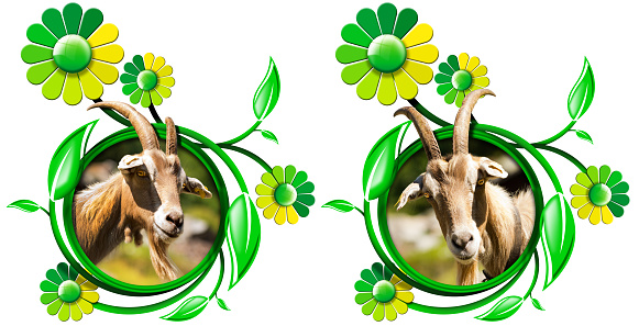 Frame with a head of a goat (looking at camera), green leaves and daisy flowers, Isolated on white background. 3D illustration and photography.