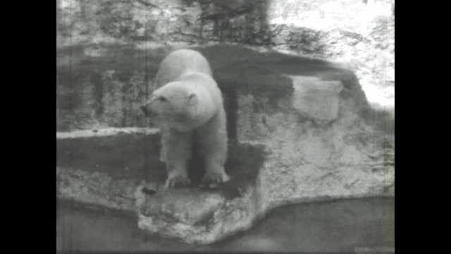 Italy 1968, Rare footage of a polar bear in black and white from the 1960s zoo
