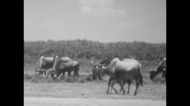 Kenya 1977, Black and white footage of wildlife in Amboseli National Park, 1960s