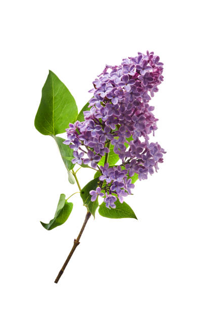 istock Lilac flowers closeup isolated on white background 1493424442