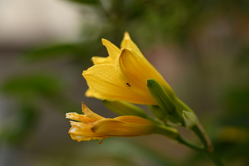 Stunning yellow iris blossoms with ants on a green background.