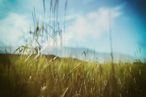 Wheat grain field in summer sunny day