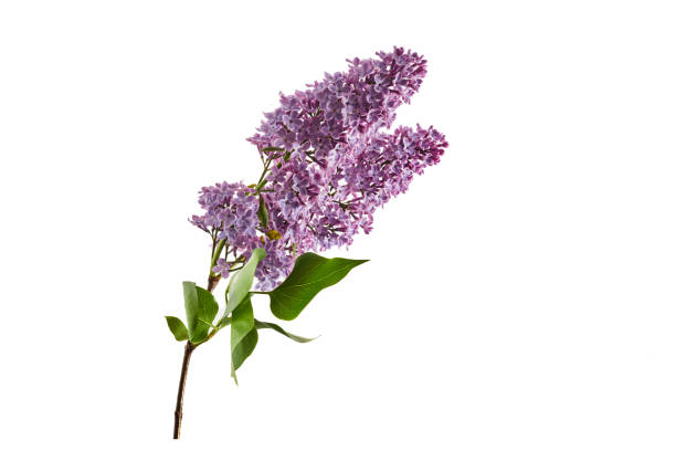 istock Lilac flowers closeup isolated on white background 1493425693