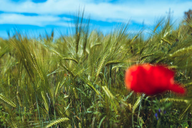 istock Poppy blooming in a green field: summer is coming 1493425811