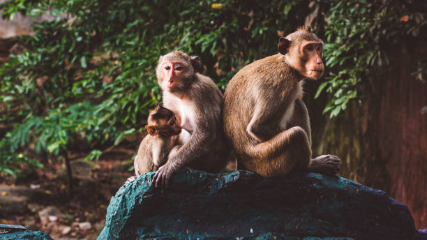 istock A Heartwarming Tale: Monkey Family's Loving Bond 1493425909