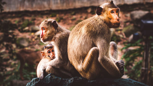 istock A Heartwarming Tale: Monkey Family's Loving Bond 1493425924