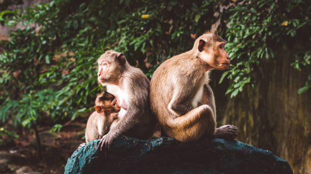 istock A Heartwarming Tale: Monkey Family's Loving Bond 1493425944