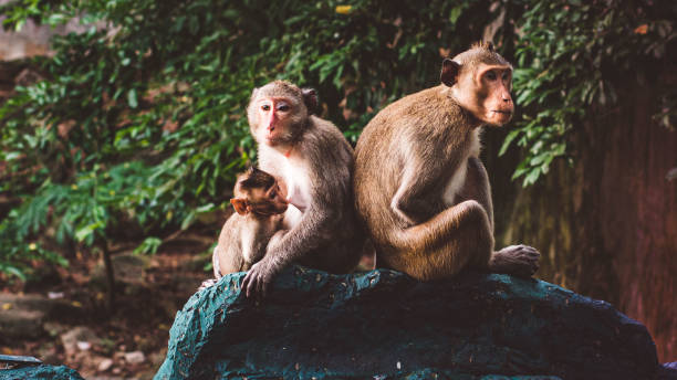 istock A Heartwarming Tale: Monkey Family's Loving Bond 1493425947