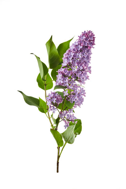 istock Lilac flowers closeup isolated on white background 1493426580